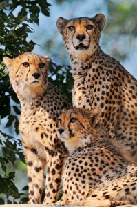 Cheetahs